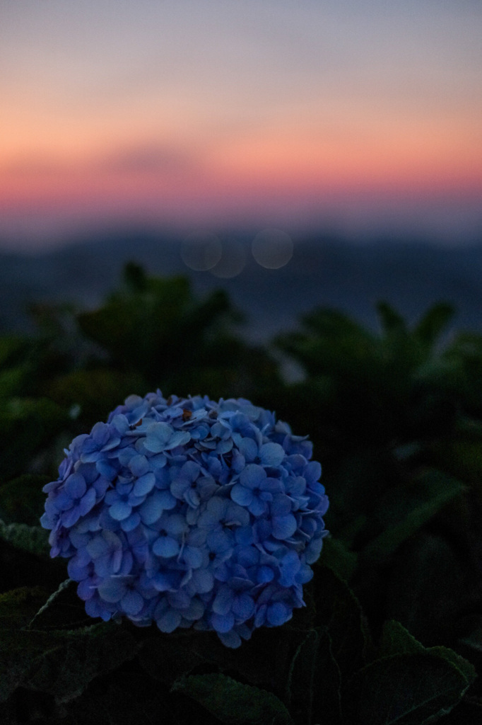 夜明けの夏紫陽花