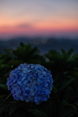 夜明けの夏紫陽花