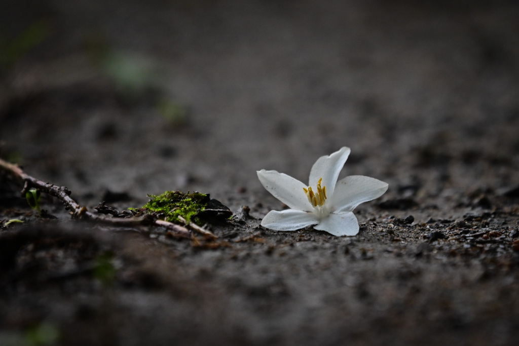 道端の朽ちゆく花 3