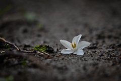 道端の朽ちゆく花 3