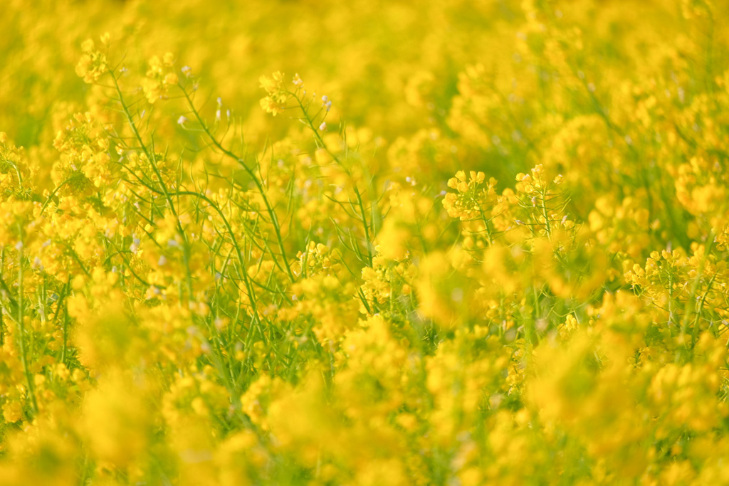 真冬の菜の花畑で 3