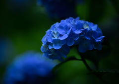 薄明の紫陽花