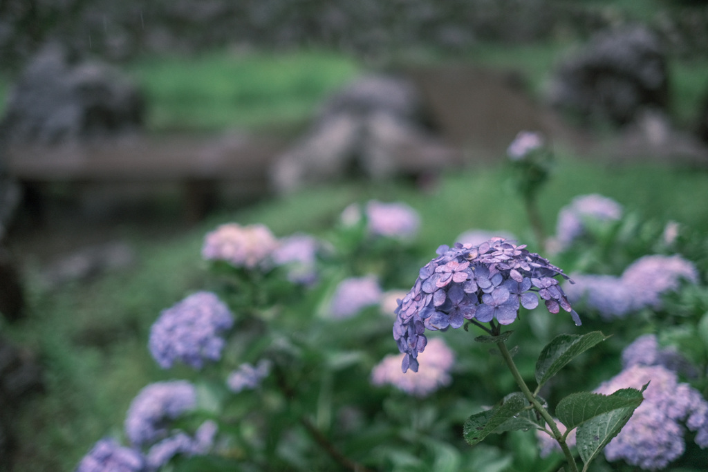 雨でも元気