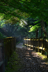 朝陽の差す道