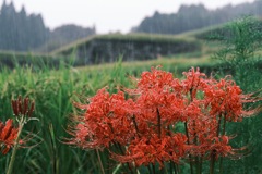 雨の棚田で 2