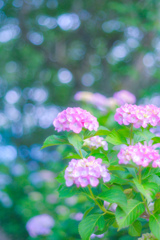 キラキラ紫陽花 2025
