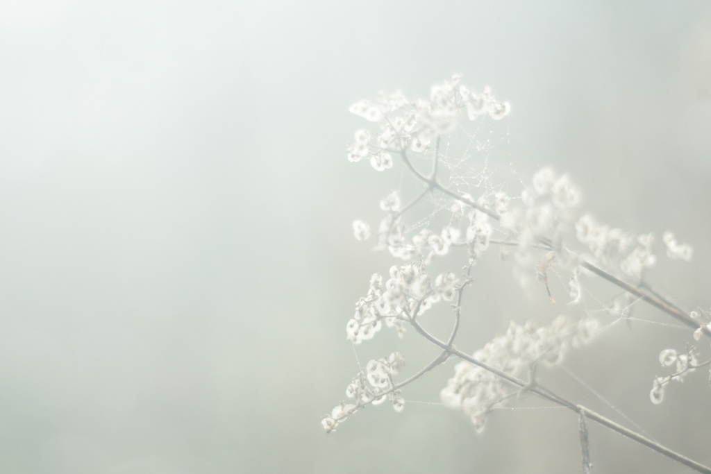 美しき枯れの世界