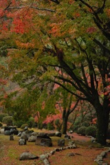 紅葉を楽しむ