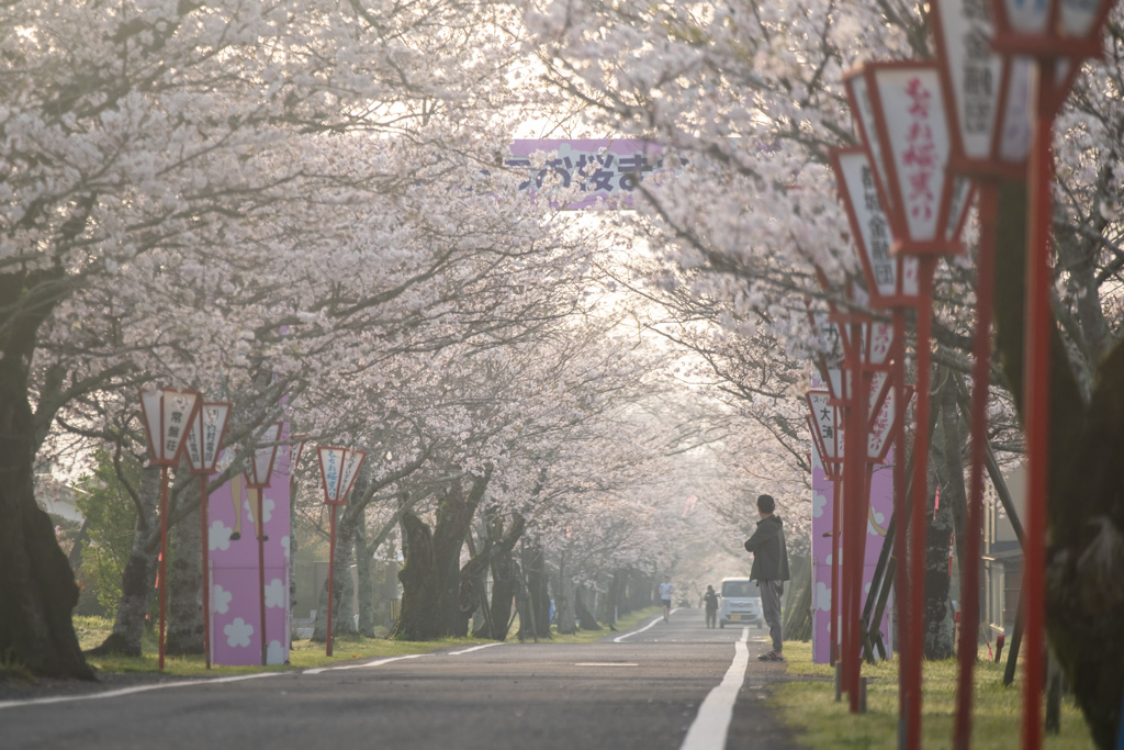 桜祭りの朝に 2