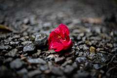道端の朽ちた花