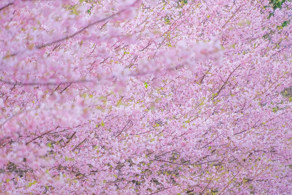 桜まみれ