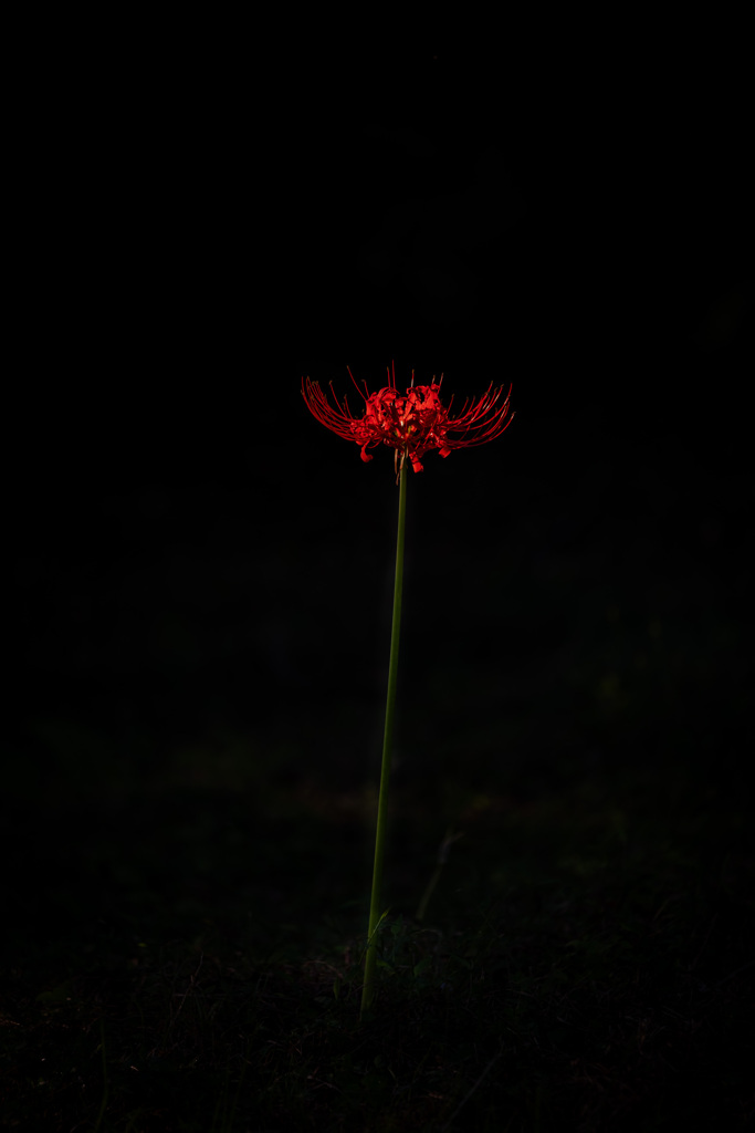 A red lycoris