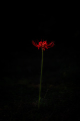 A red lycoris