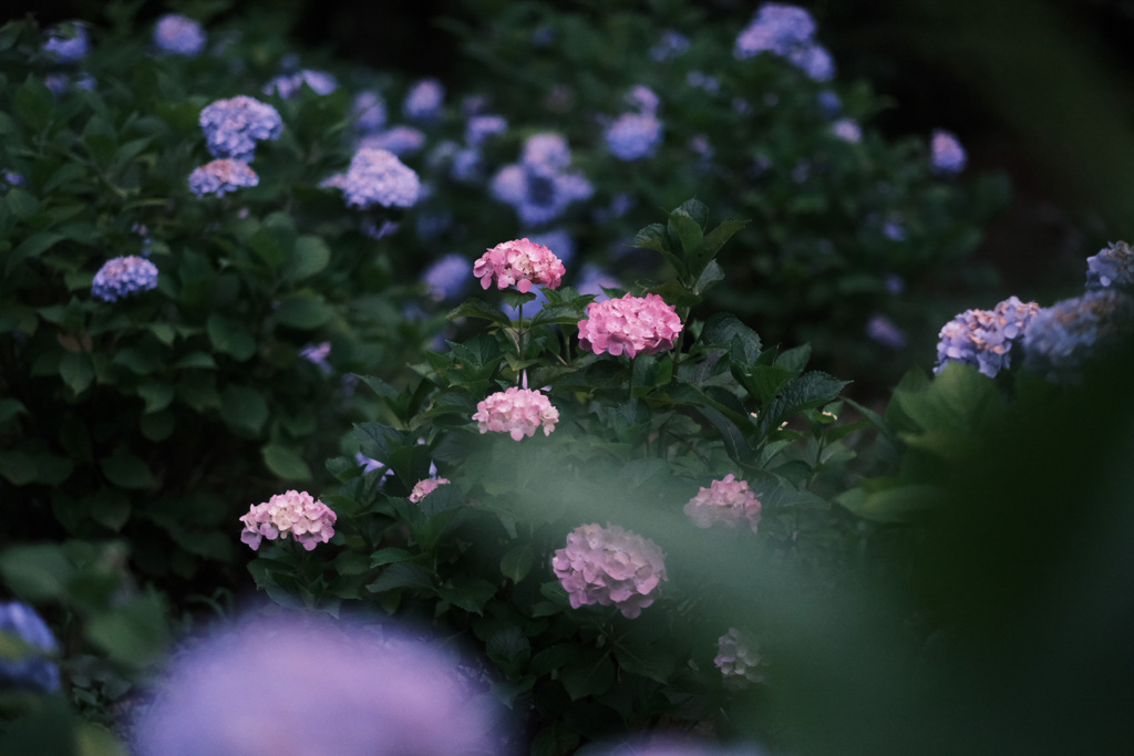 あじさい公園にて 6