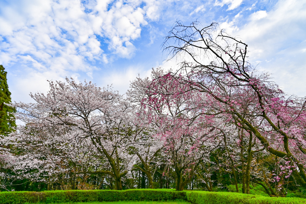 「春」って感じ