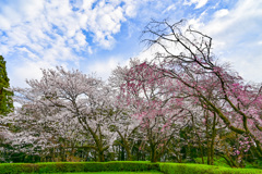 「春」って感じ