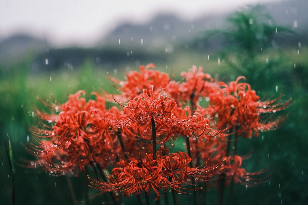 雨ニモマケズ