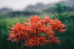 雨ニモマケズ