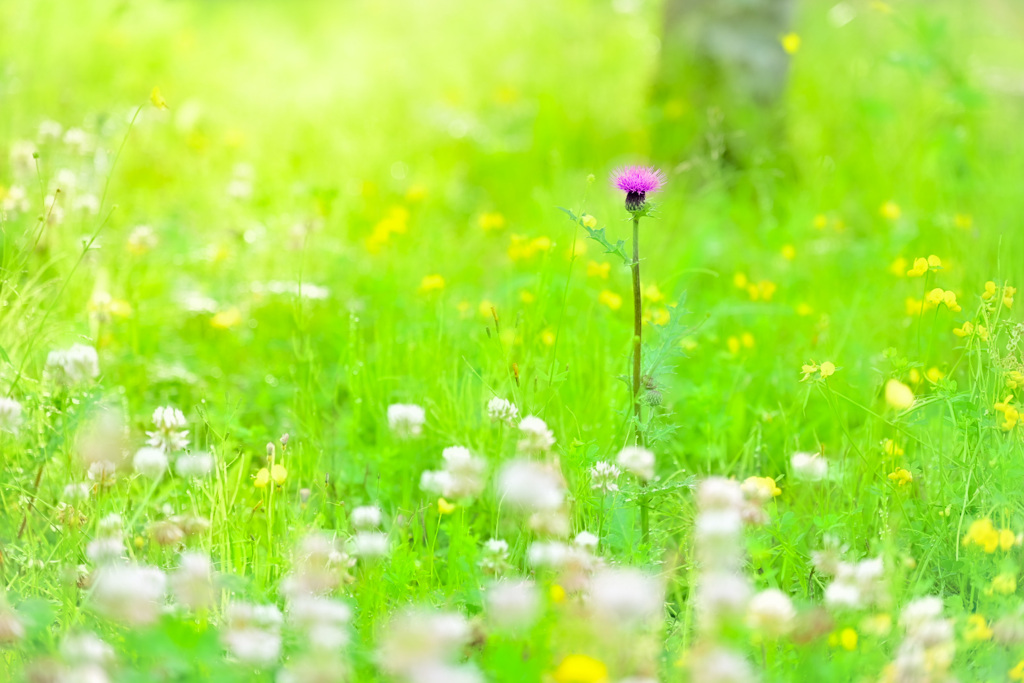 『春ルンルン♫ 』な写真