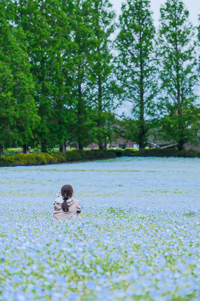 ネモフィラ畑でうっとり ♫