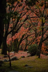 紅葉を楽しむ 2
