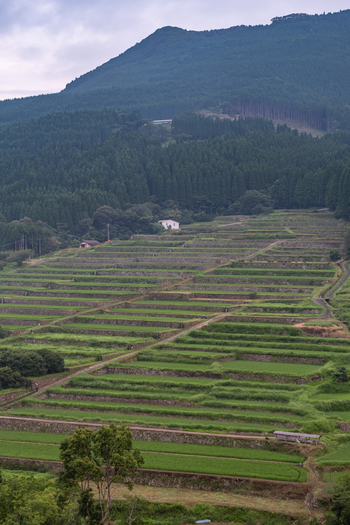 日南 坂元棚田 2023