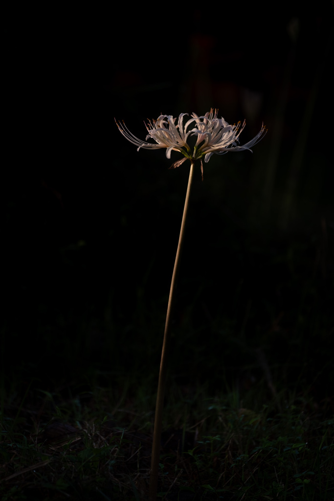 A white lycoris
