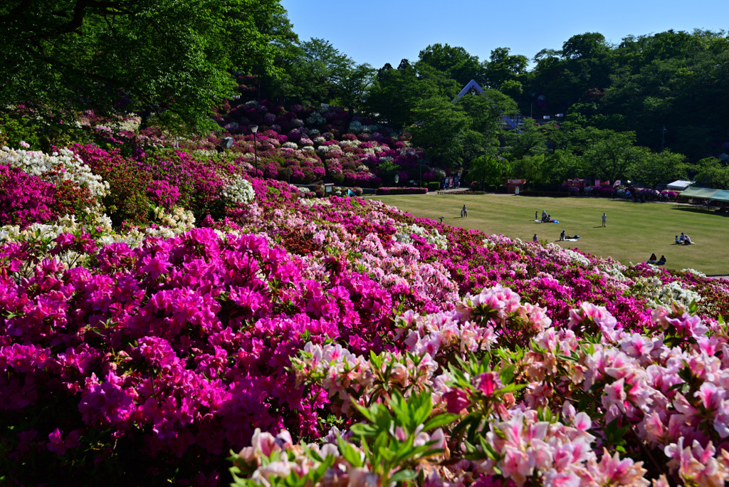 西山公園 つつじ 4