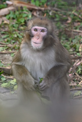 東山動植物園3