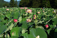 花はす公園10