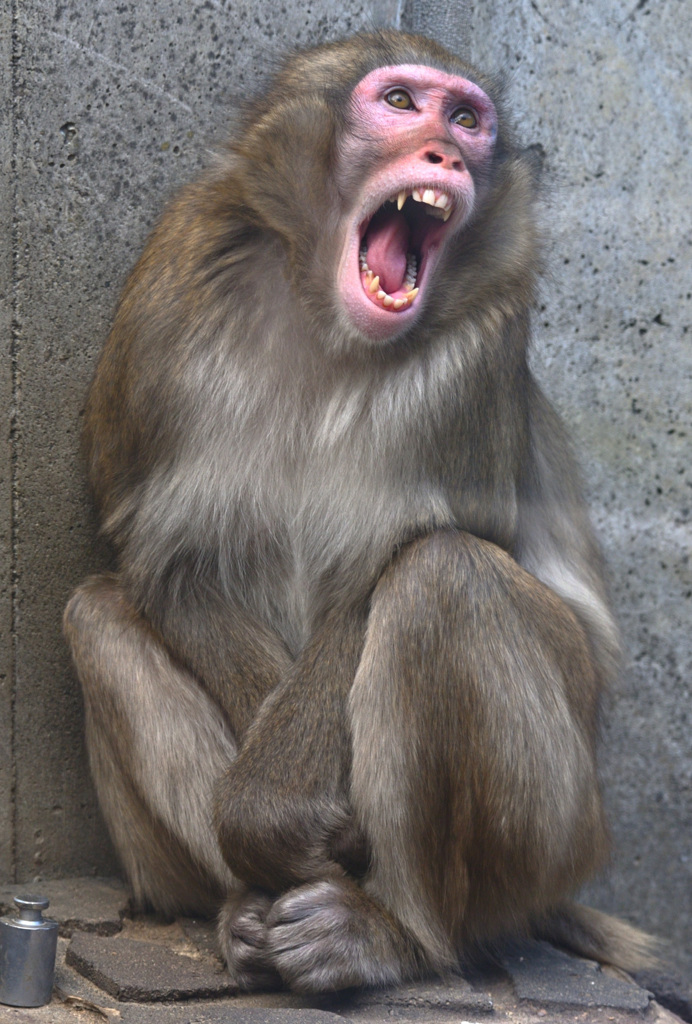 東山動植物園8
