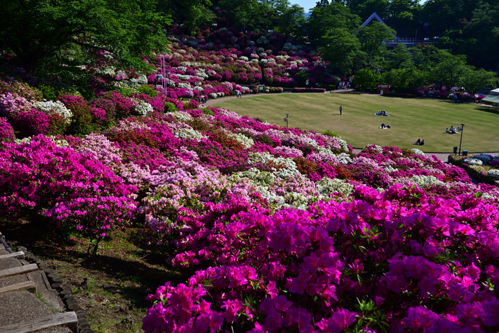 西山公園 つつじ 3