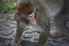 東山動植物園1