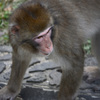 東山動植物園1