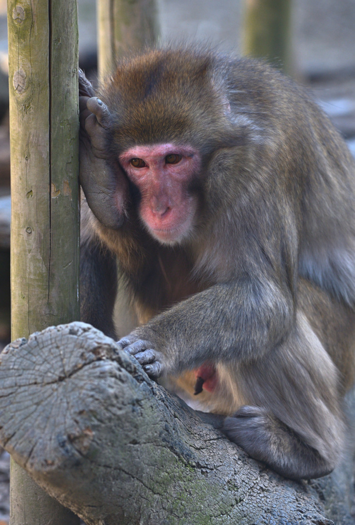 東山動植物園6