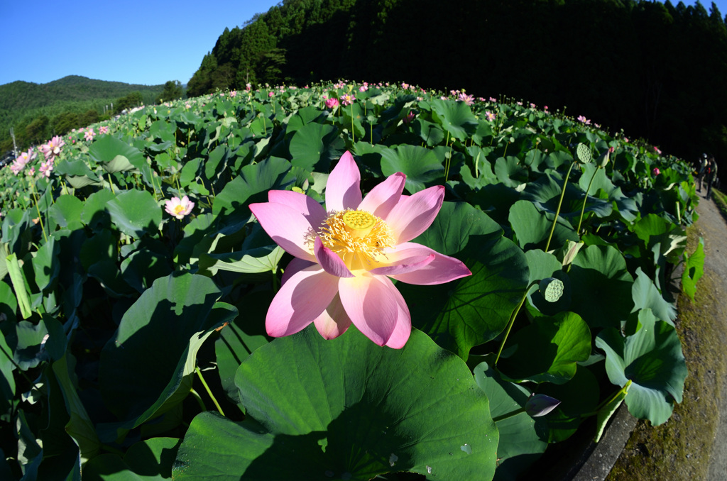 花はす公園6