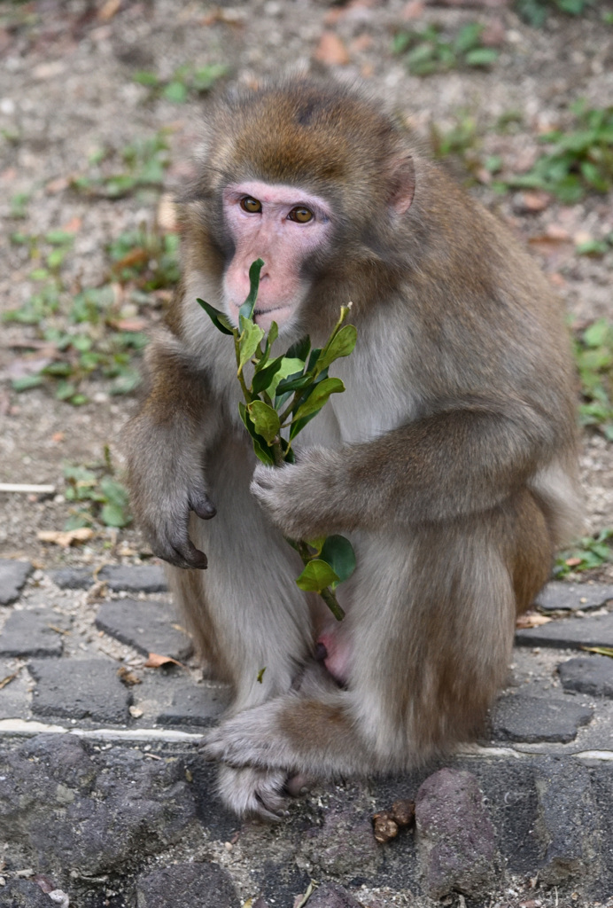 東山動植物園2