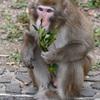 東山動植物園2