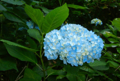 足羽山公園 アジサイ 3