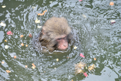 日本ﾓﾝｷｰｾﾝﾀｰ1