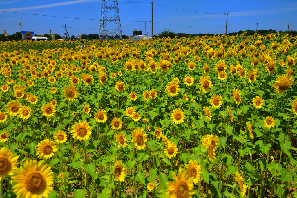 池上ひまわりパーク 3