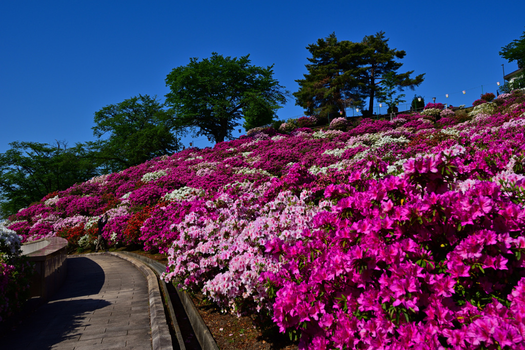 西山公園 つつじ 2