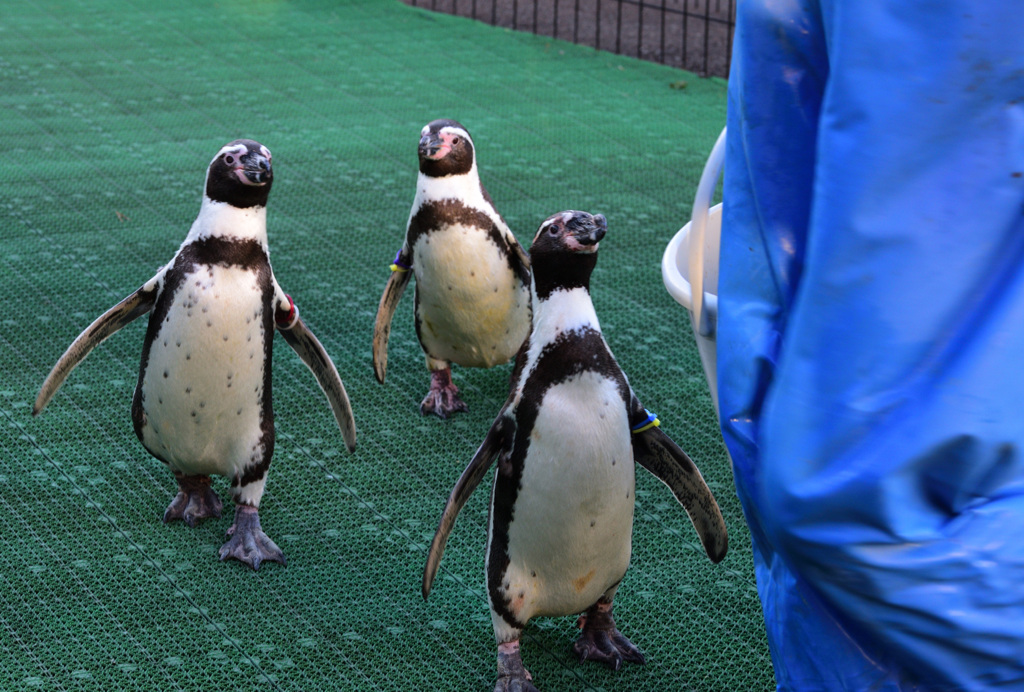 フンボルトペンギン