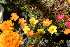 DSCF0053