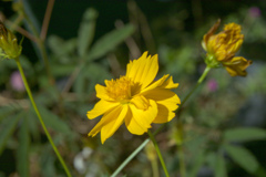 IMG01479