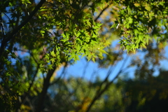 DSC_4451
