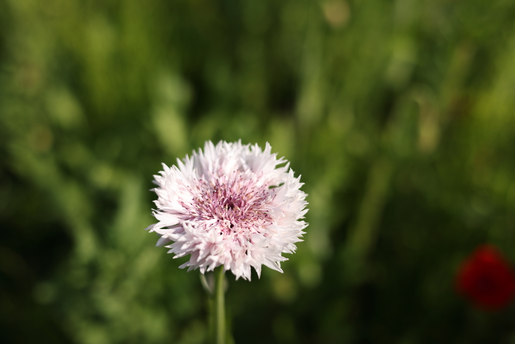 観音崎公園のお花１