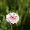 観音崎公園のお花１