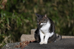 ほっこり