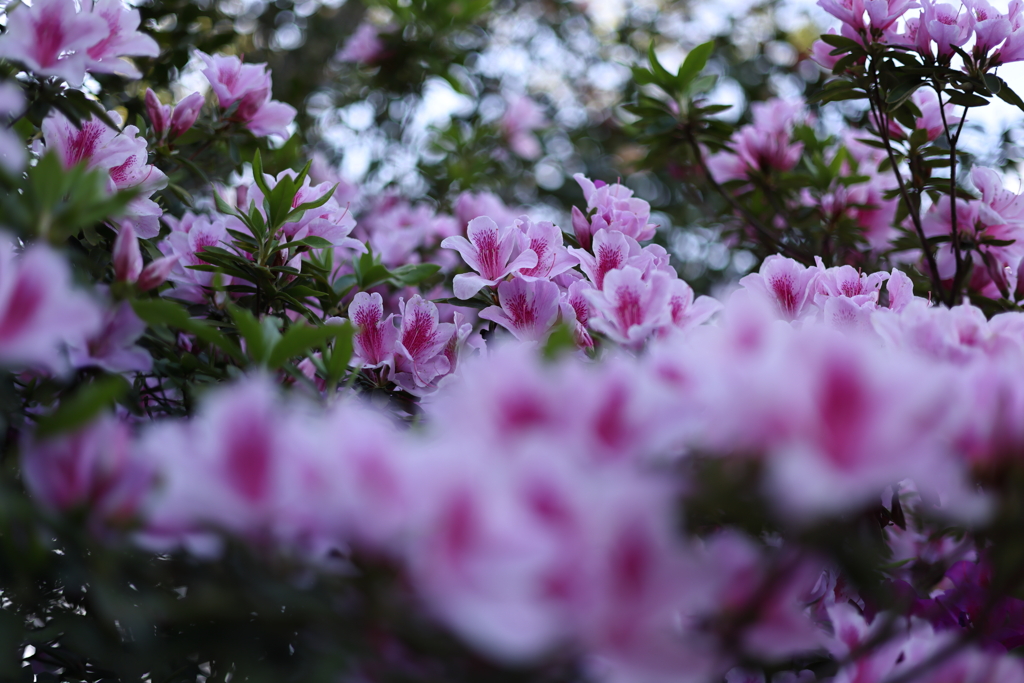 観音崎公園のお花３